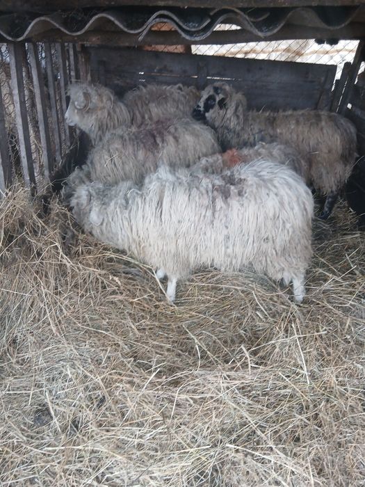 De vânzare 5 cârlane preț 500 lei bucata una cu alta  2500 lei toate 5