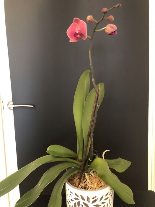 Продам орхидеи домашние