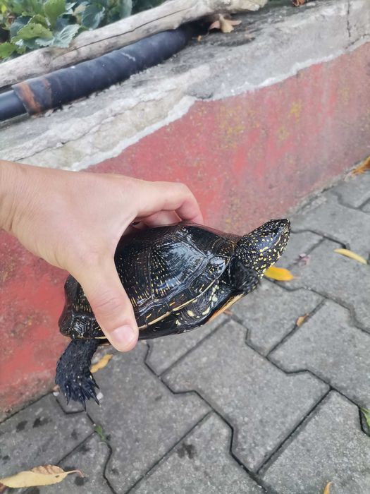 Broasca țestoasă