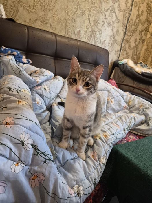Кошечка в добрые и надёжные руки