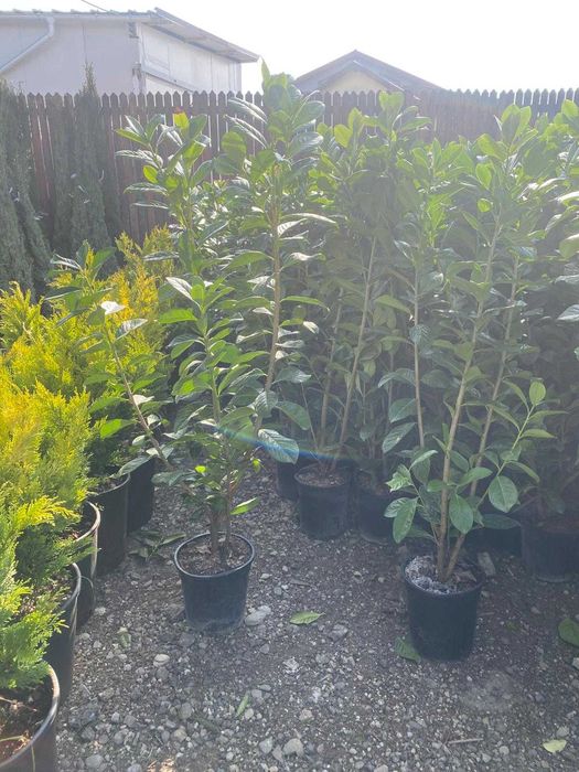 Plante Decorative Premium – Aspect Dens și Servicii Profesionale