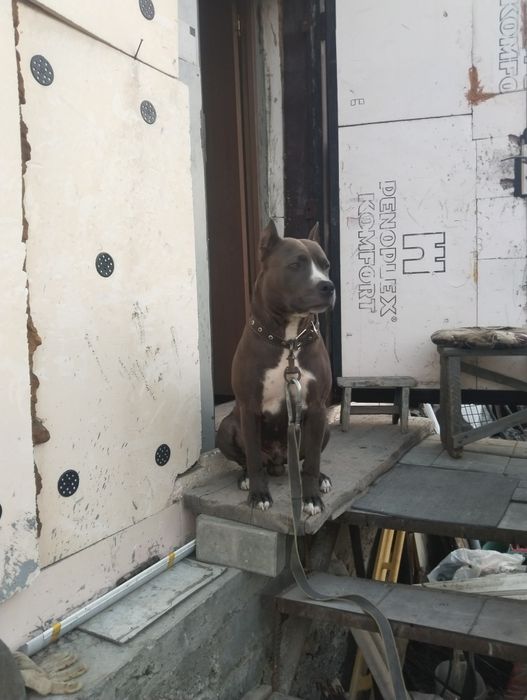 Питбуль на вязку