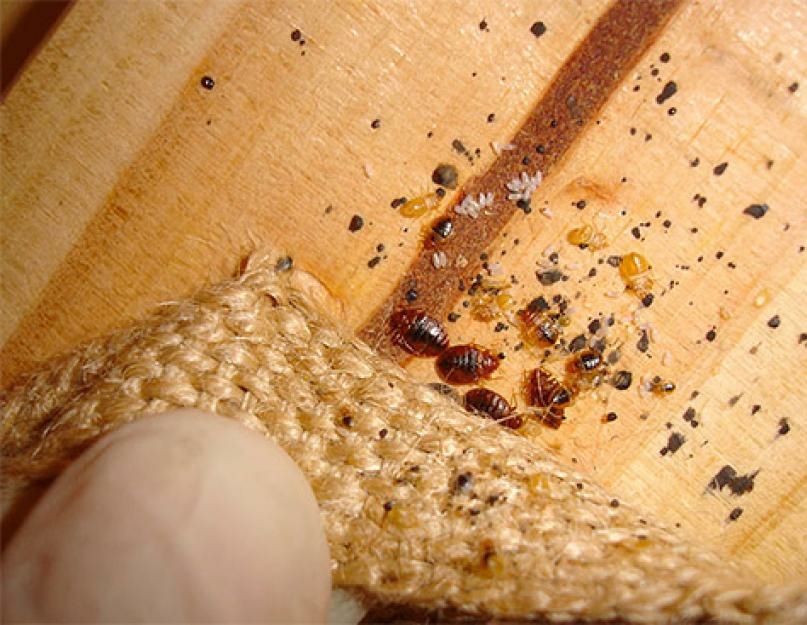 Уничтожить КЛОПОВ