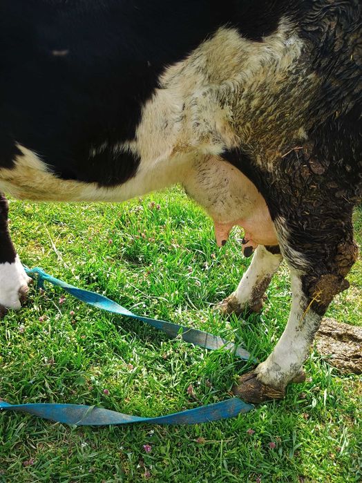 Vând vaca Holstein de 7 ani