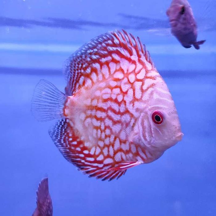 Аквариумная рыбка "Дискус"