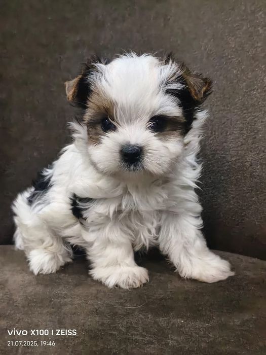 Очаровательные щенки бивер-йорка.