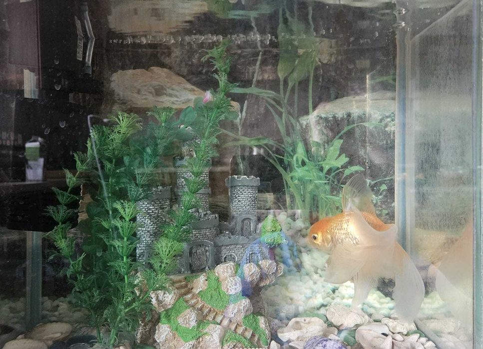 Аквариум и золотая рыбка