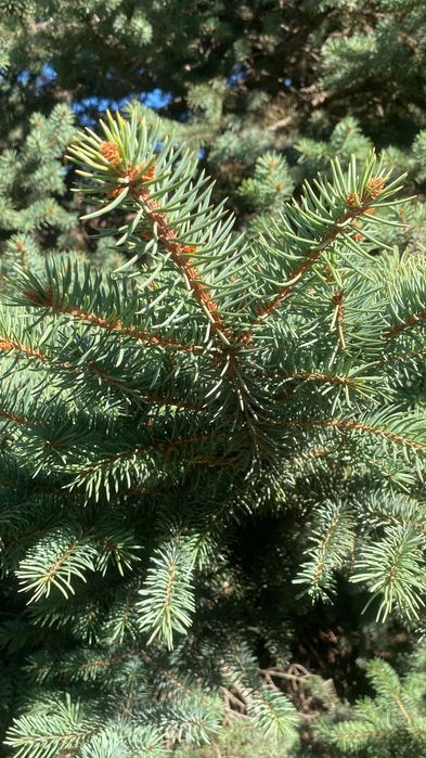 Голубая ель 6 шт