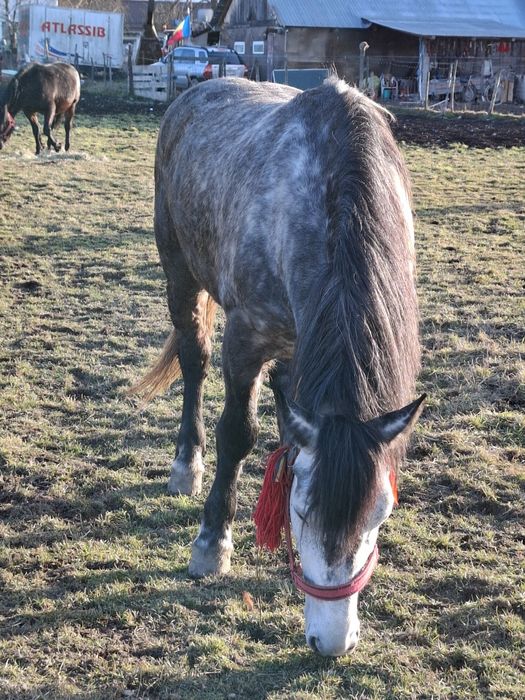 Vand iapa frumoasa, sanatoasa, cuminte,  fara nici un fel de defect.