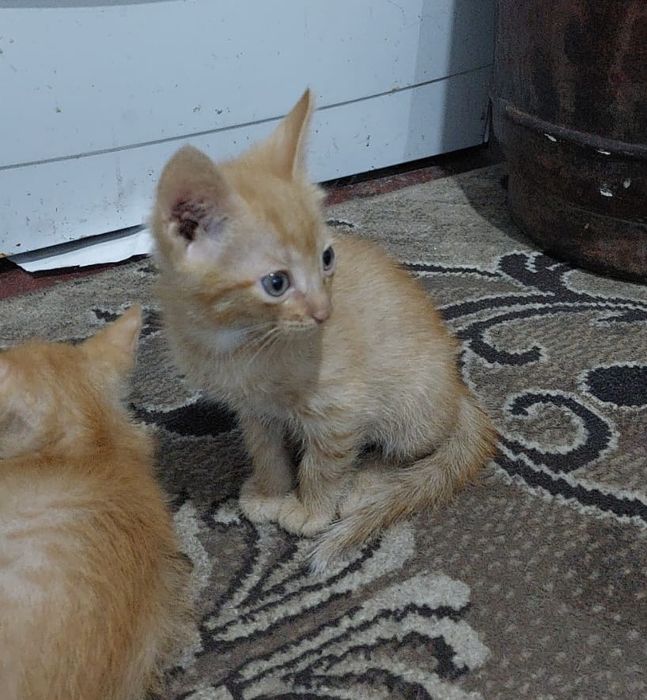 мальчик 2 месеца