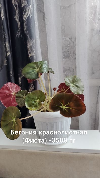 Комнатные цветы разные