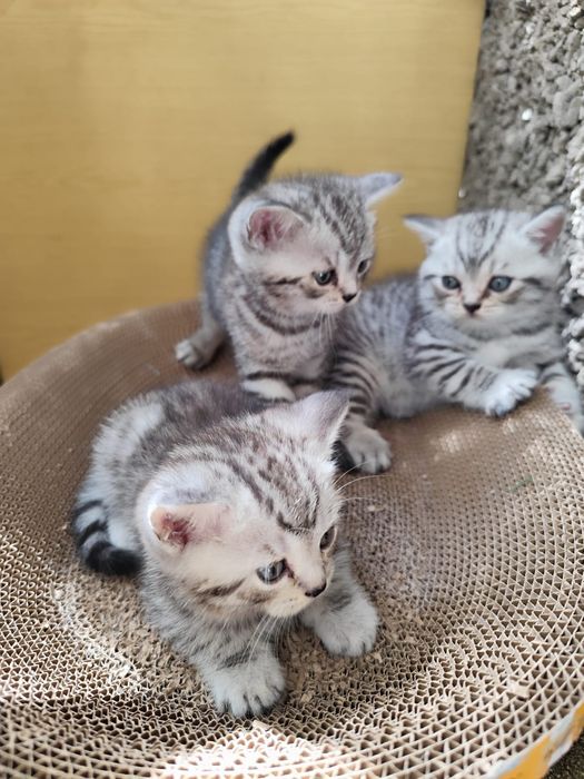 Британские котята