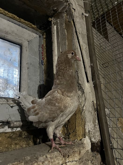 Голуби мальтийские курочки