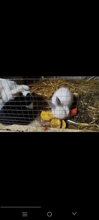 Karlik quyon sotiladi bolasi