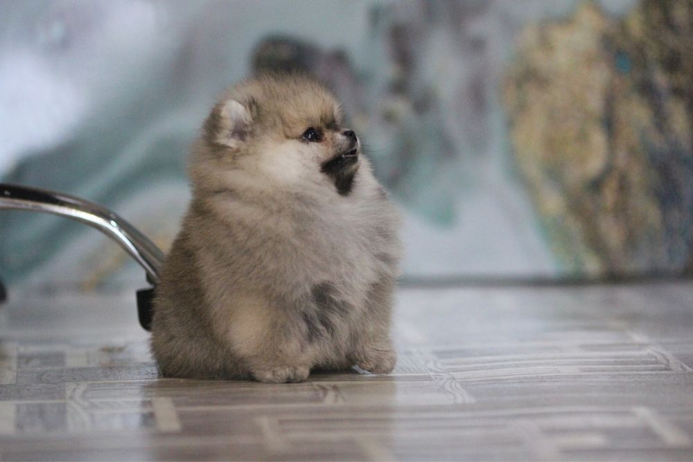 Предлагается мальчик померанского шпица