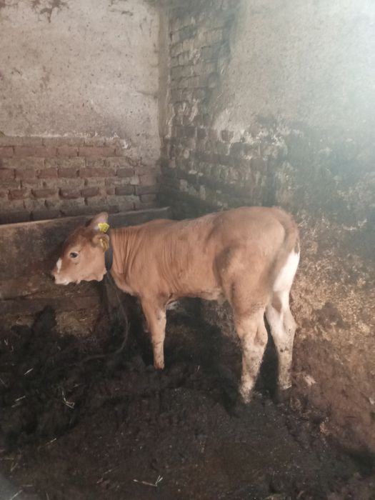 Vind vițea Angus foarte frumoasa