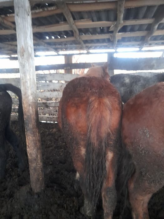 Продам тай с откорма