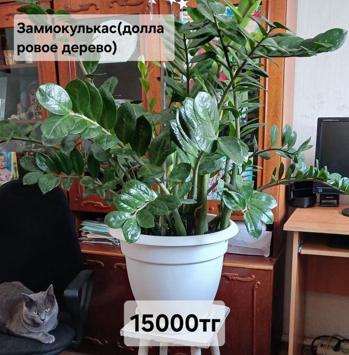 Комнатные растения