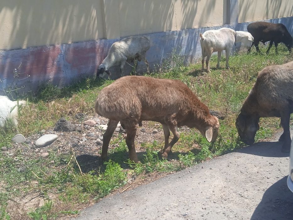 Qoylar sotiladi qoylar