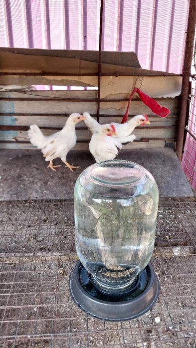 Цыплята декоративные