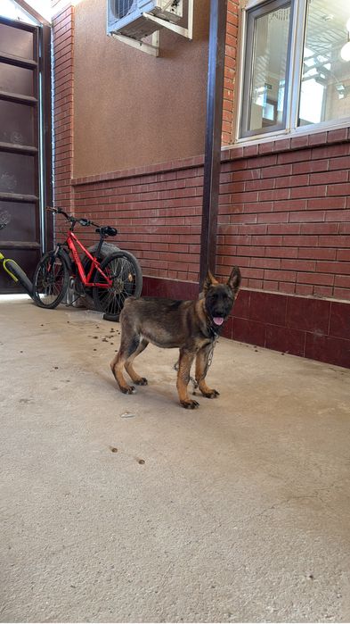 Собака шатыс овчарка ургашы