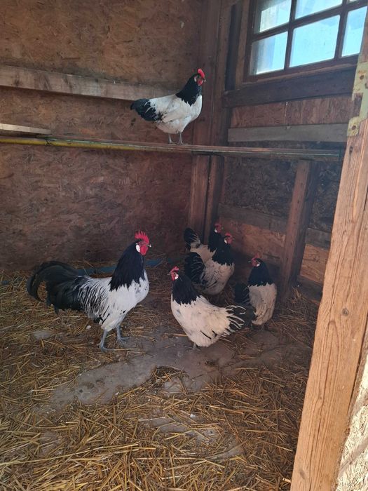 Gaini lakenvelder de vanzare