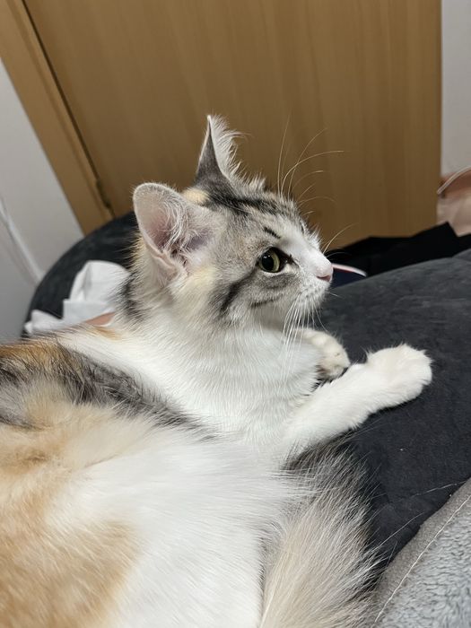 Отдам добрую кошку в хорошие руки