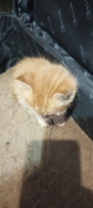 Отдам котян в добрые руки