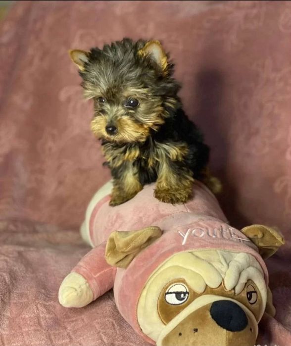 Чистокровные щенки Йоркширского терьера