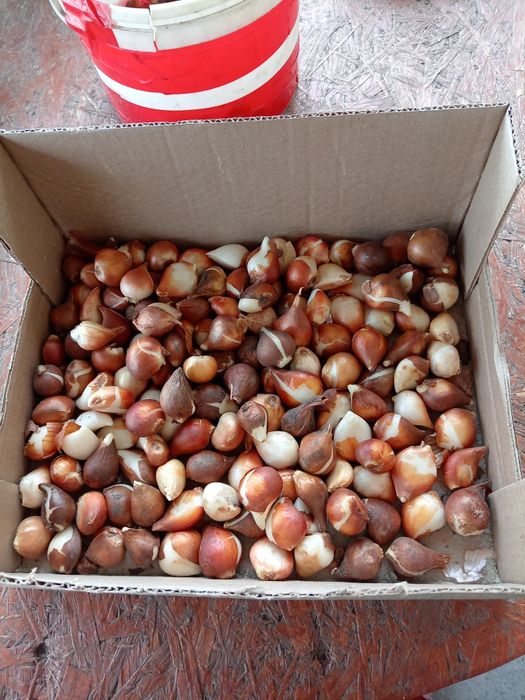 Продам луковицы тюльнов