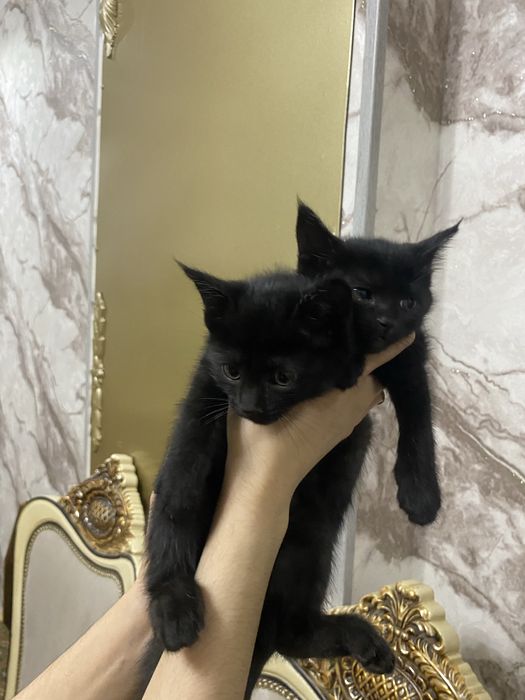Кошечка отдам в хорошие руки
