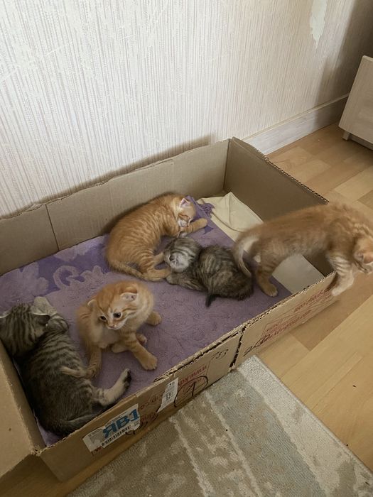 Котята веслоухие