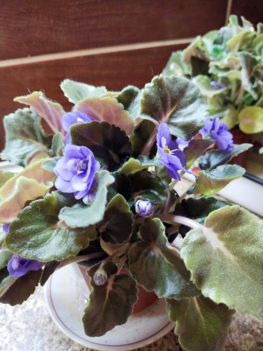 Фиалка обильноцветущая