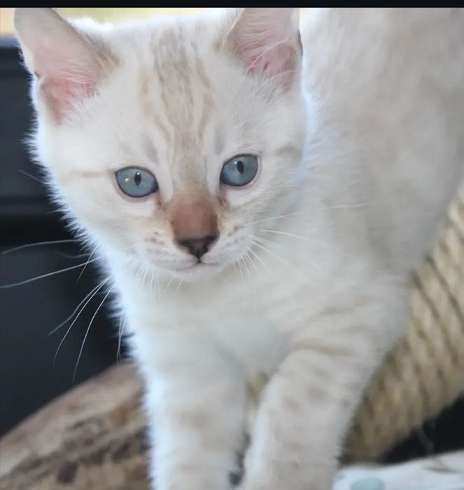 Бенгальские девочки