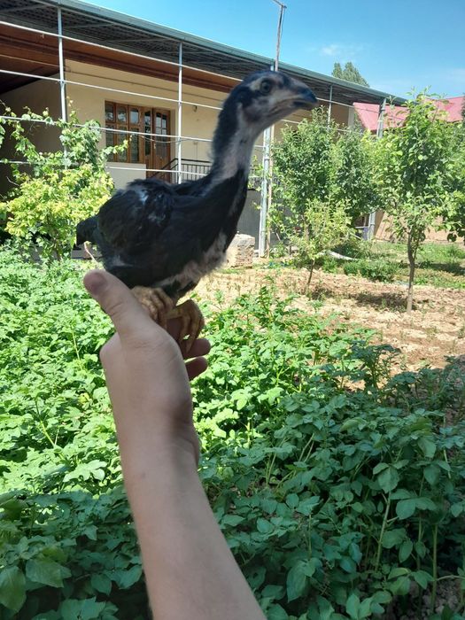 Даканлар сотилади