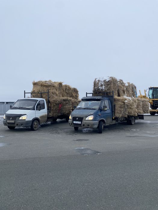 Шоп бар .(сено ест )