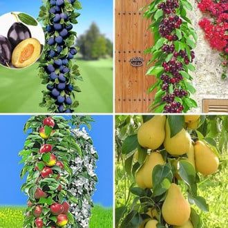 Pomi columnari anul 2/3/4 și 5 direct pe rod