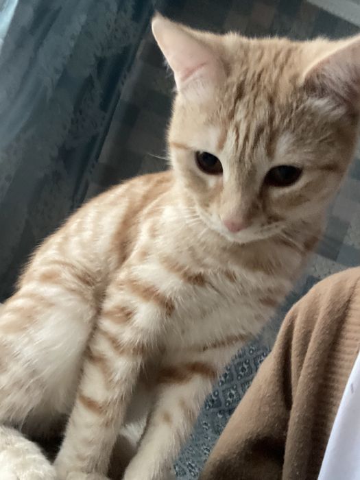 Котик, мальчик 8 месяцев