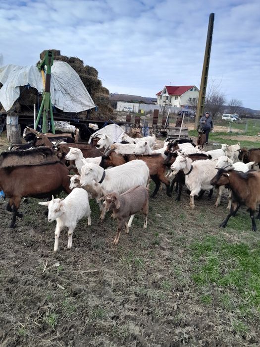 Vând capre originale