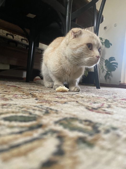 Кот веслоухий