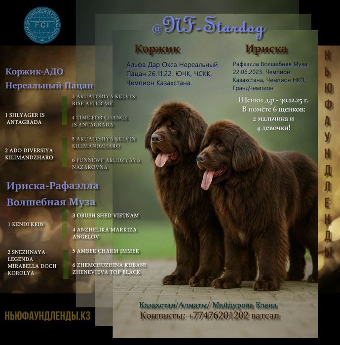 Щенки Ньюфаундленда