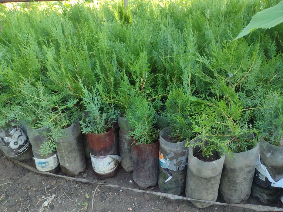 Източноевропейска Туя подходяща за огради Отстъпка