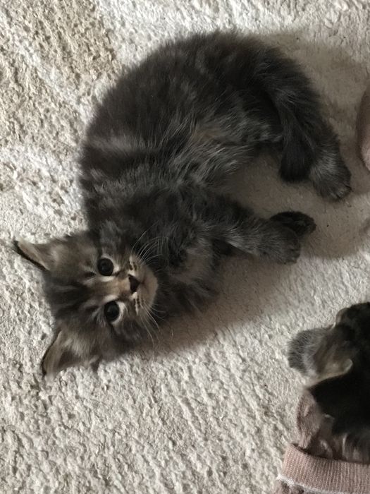 продаем 2 котят!можно купить одного из них.