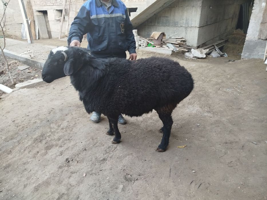 Кучкор сотилади семиз