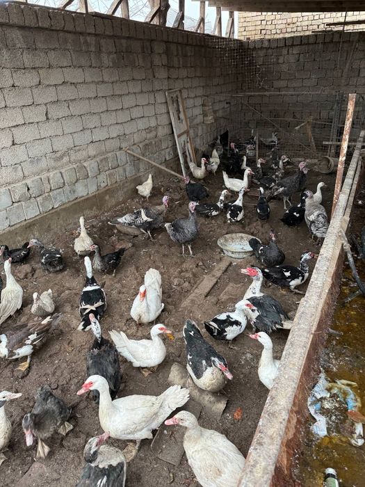 Индюк, индаутка, гоз сотилади срочний уйда бокилган