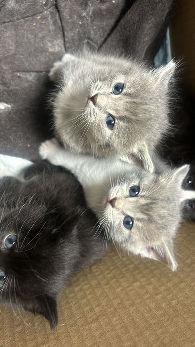 Отдам в хорошие руки котят