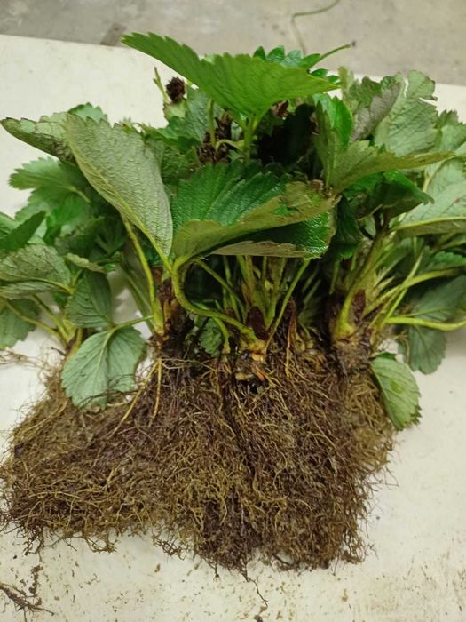 Stoloni capsuni remontant Butasi mur Smochin Agris Zmeur