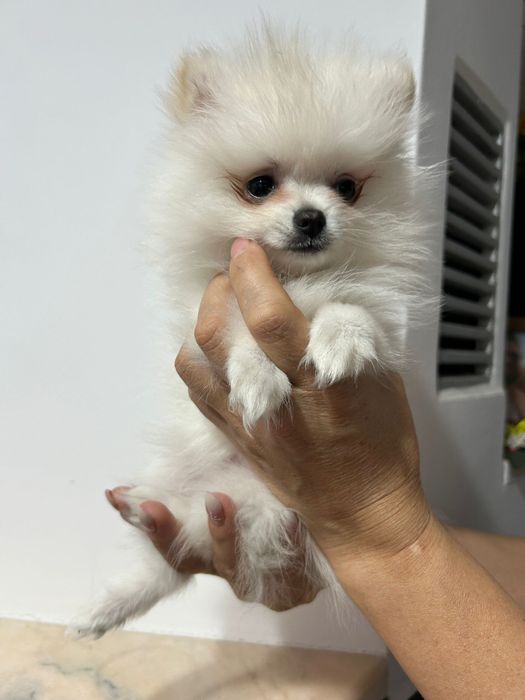 Femela pui pomeranian