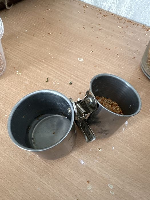 Попугаи волнистые