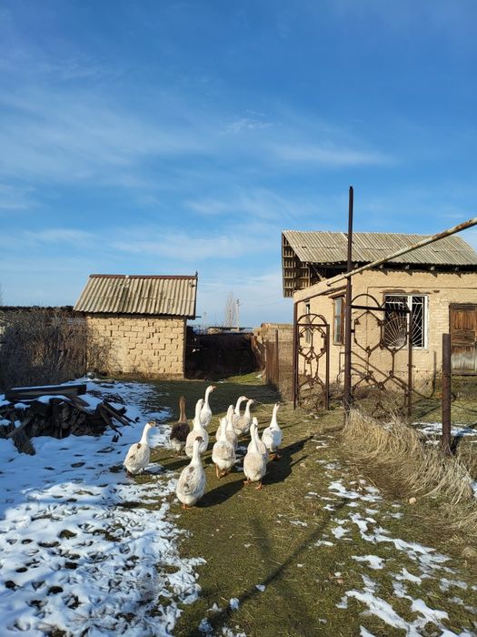 Гусиный жир собственного производства